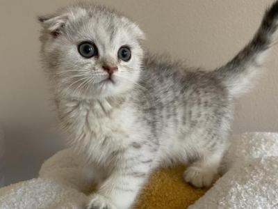 Misty Scottish Fold Female Kitten - Scottish Fold - Gallery Photo #1