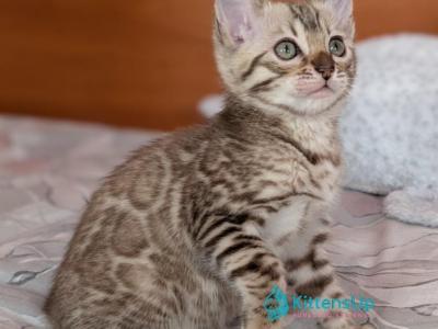 Wendy - Bengal - Gallery Photo #1