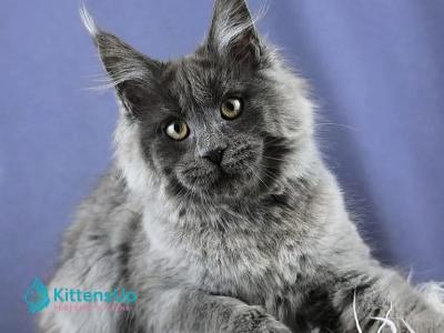 Bell - Maine Coon - Gallery Photo #1