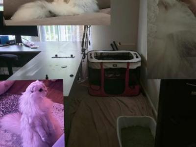 Longhair & Shorthair Scottish Fold And Straight - Scottish Fold - Gallery Photo #1