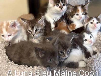 Apollo X Calypso - Maine Coon - Gallery Photo #1