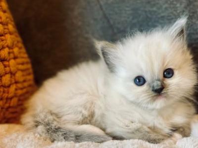 Ragdolls - Ragdoll - Gallery Photo #1