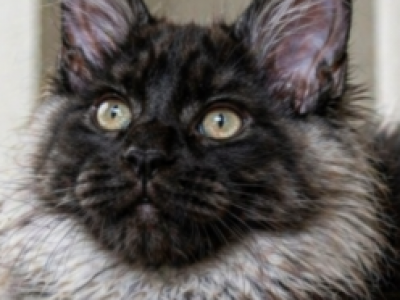 European TICA  FIFe  WCF Registered Cattery - Maine Coon - Gallery Photo #1