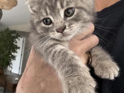 Lucy - British Shorthair - Gallery Photo #1