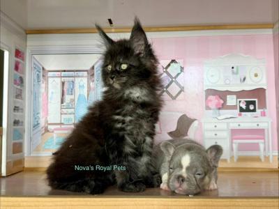 Silver Smoke Babies - Maine Coon - Gallery Photo #1