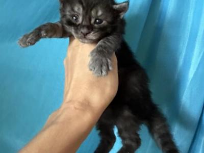 Moon Cat - Maine Coon - Gallery Photo #1