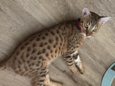 Kainen - Savannah - Gallery Photo #1