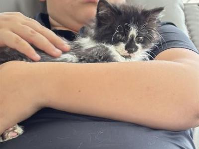 Snuggles - Maine Coon - Gallery Photo #1