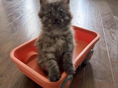 Smoke Grey Female - Maine Coon - Gallery Photo #1