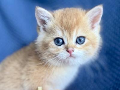 British Shorthair Golden Male - British Shorthair - Gallery Photo #1