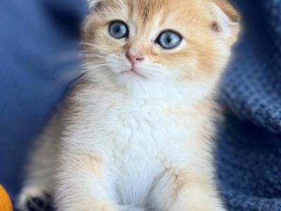 Scottish Fold Golden Male - Scottish Fold - Gallery Photo #1