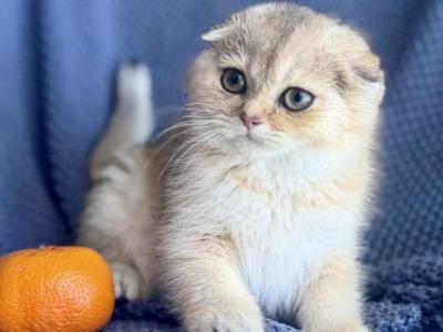 Scottish Fold Golden Female - Scottish Fold - Gallery Photo #1