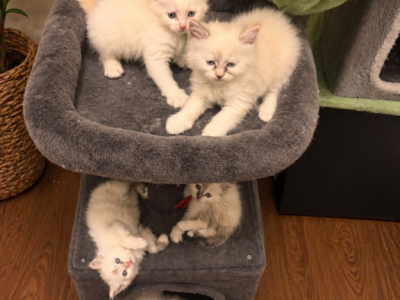 Mushroom Litter - Ragamuffin - Gallery Photo #1