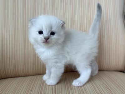Scottish White Point Males - Scottish Fold - Gallery Photo #1
