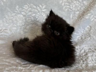 Male Kitten - Exotic - Gallery Photo #1