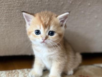Tom 1 - British Shorthair - Gallery Photo #1