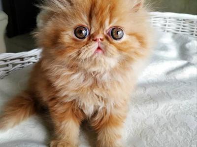 Darrin - Persian - Gallery Photo #1