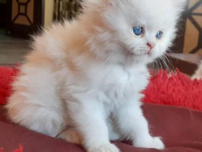 Ken - Persian - Gallery Photo #1