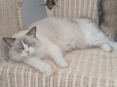 Vanessa - Ragdoll - Gallery Photo #1