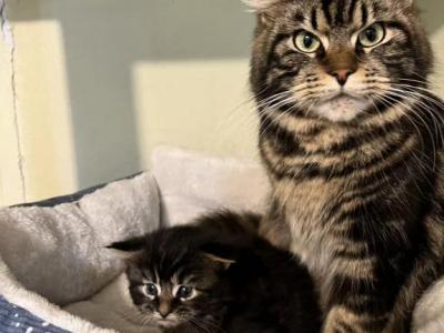 New Babies - Maine Coon - Gallery Photo #1