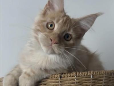 Whiskey - Maine Coon - Gallery Photo #1