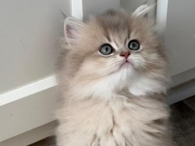 Cleo Fluffy Longhair Male - British Shorthair - Gallery Photo #1
