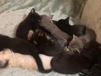 Little Beans - American Shorthair - Gallery Photo #1