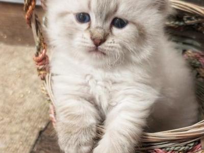 Litter K - Siberian - Gallery Photo #1