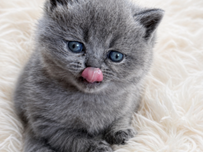Available For Registration - British Shorthair - Gallery Photo #1