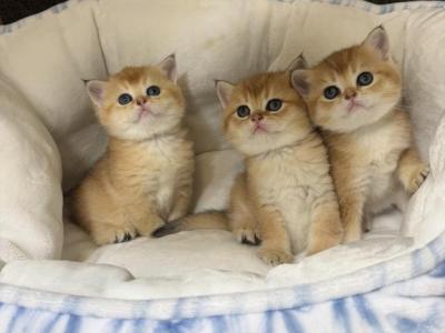 Kittens - British Shorthair - Gallery Photo #1