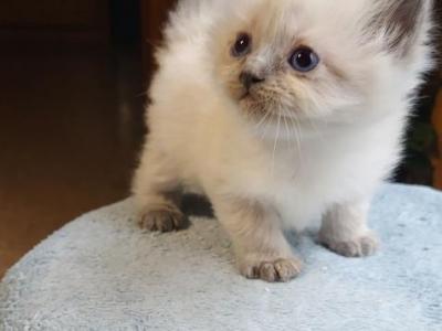 Mimi - Ragdoll - Gallery Photo #1