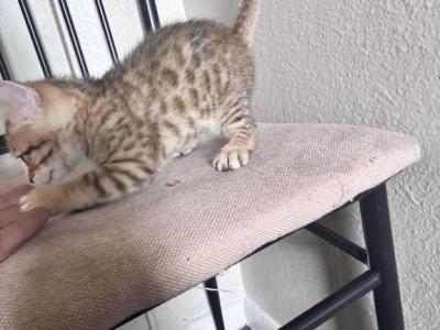 Adorable & Smart - Bengal - Gallery Photo #1