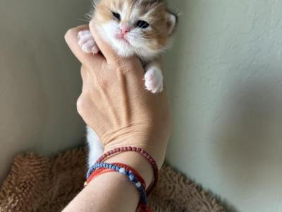 Mila - British Shorthair - Gallery Photo #1