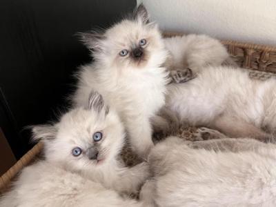 Himalayan Kittens - Himalayan - Gallery Photo #1