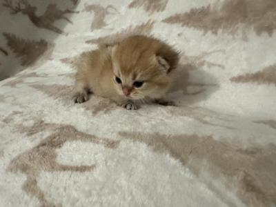 Sara - British Shorthair - Gallery Photo #1