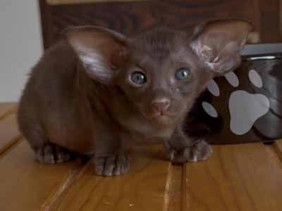 Choco Solid Female From Marbleficent - Oriental - Gallery Photo #1