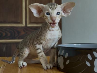 Choco Spotted Male From Marbleficent - Peterbald - Gallery Photo #1