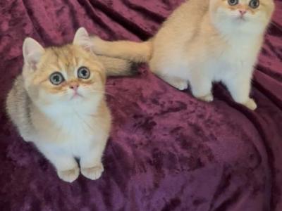 Hans - British Shorthair - Gallery Photo #1