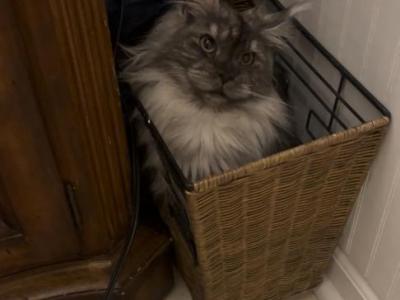 Cece - Maine Coon - Gallery Photo #1