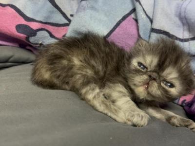Zoe - Persian - Gallery Photo #1