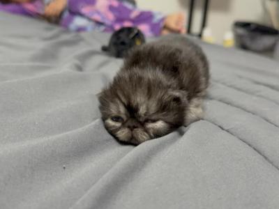 Freddy - Persian - Gallery Photo #1