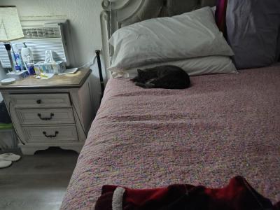 Loki - Domestic - Gallery Photo #1