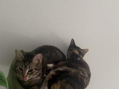 Judy & Brownie - American Shorthair - Gallery Photo #1