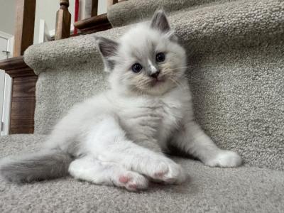 Pretzel - Ragdoll - Gallery Photo #1