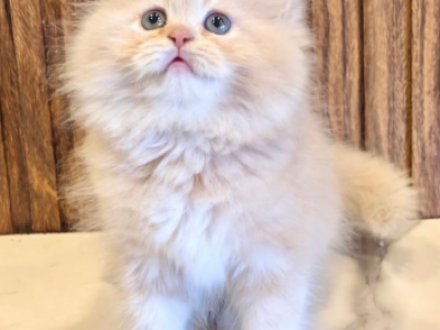 Ruby - Persian - Gallery Photo #1
