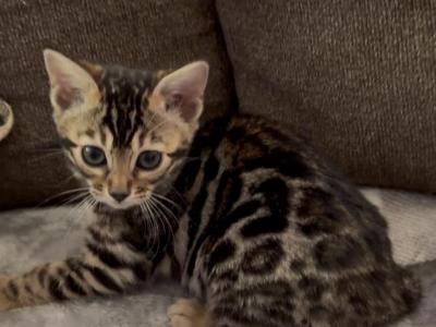 Lumi Brown 2 - Bengal - Gallery Photo #1
