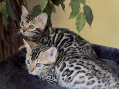 Lumi Brown Female 1 - Bengal - Gallery Photo #1