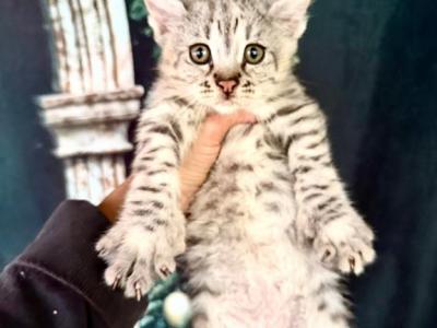 Savannah F2  Polydactyl Male - Savannah - Gallery Photo #1
