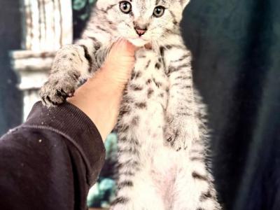 Savannah F2 Boy Great Size - Savannah - Gallery Photo #1