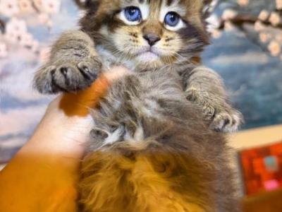Pure Main Coon Boy - Maine Coon - Gallery Photo #1